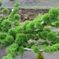 Larix - Mélèzes