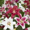 Les Lis (Lys) - Lilium
