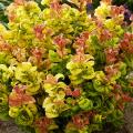 Leucothoe