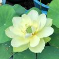 Lotus jaunes