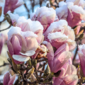 Magnolias à floraison hivernale
