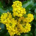Mahonias parfumés