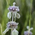 Marrubium - Marrubes