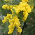 Mimosas parfumés