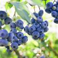 Myrtilliers