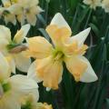Narcisses à fleur d'orchidée