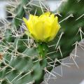 Opuntia - Oponces, Cactus-raquettes