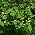 Ulmus - Orme