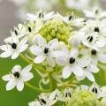 Ornithogales d'été - Ornithogalum