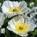 Pavots et coquelicots à fleurs blanches