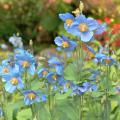 Pavots à fleurs bleues