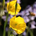 Pavots et coquelicots à fleurs jaunes et orange