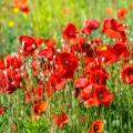 Pavots et coquelicots à fleurs rouges