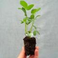 Petits fruits en mini-motte