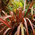 Phormium - Lins de Nouvelle-Zélande