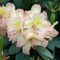 Pinkish Lemon - Couleur Tendance Jardin 2025