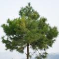 Pins en arbre