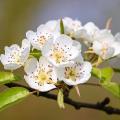 Pyrus - Poiriers d'ornement