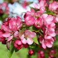 Malus - Pommiers d'ornement