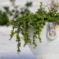 Portulacaria - Pourpier en arbre