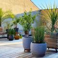 Pot-scaping - Container garden