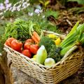 Special offer Potager