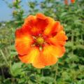 Potentilla - Potentilles vivaces