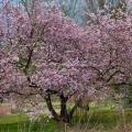 Cerisiers à fleurs du Japon nain - Prunus incisa