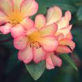 Rhododendrons tropicaux Vireya