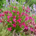 Rhodohypoxis - Rhodohypoxides