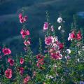 Alcea - Roses trémières
