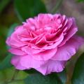 Special offer Rosiers