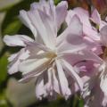 Saponaria - Saponaires