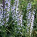 Sauges bleues