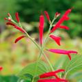 Sauges rouges