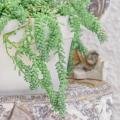 Sedum d'intérieur