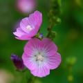 Sidalcea - Sidalcées