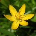 Sisyrinchium - Bermudiennes