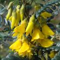 Sophoras - Styphnolobium