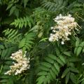 Sorbaria - Sorbaires