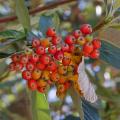 Sorbiers fruitiers