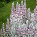 Stachys - Epiaires