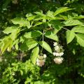 Staphylea - Staphyliers, Faux-pistachiers