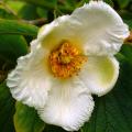 Stewartia - Camélias d'été
