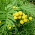 Tanaisies