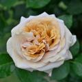 Champagne - Couleur Tendance Jardin 2025