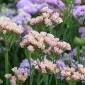 Licorne - Couleur Tendance Jardin 2026