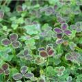 Trifolium - Trèfles
