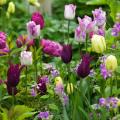 Tulipes par variété