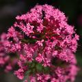 Centranthus, Valeriana - Valérianes